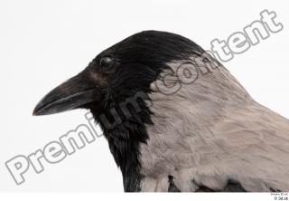 Carrion crow bird head 0006.jpg